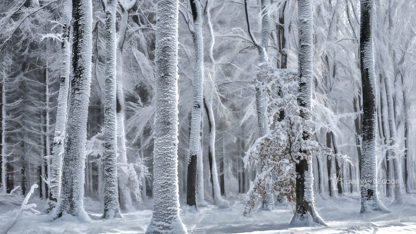 , , photographer, lars van de goor, , , 