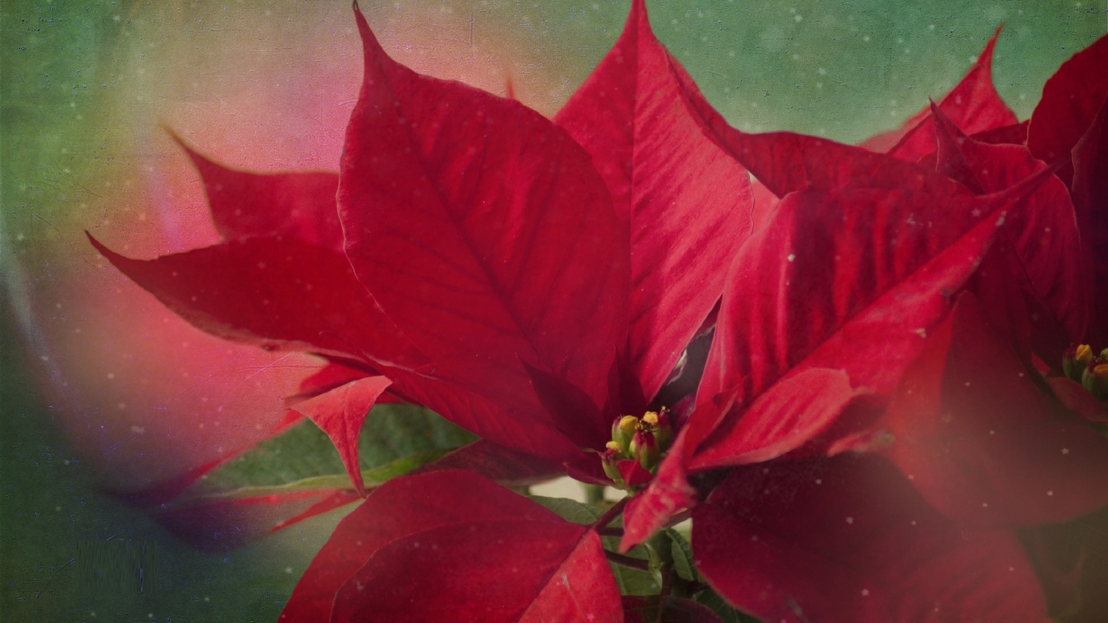  , christmas time, poinsetia, dimitra lefterova