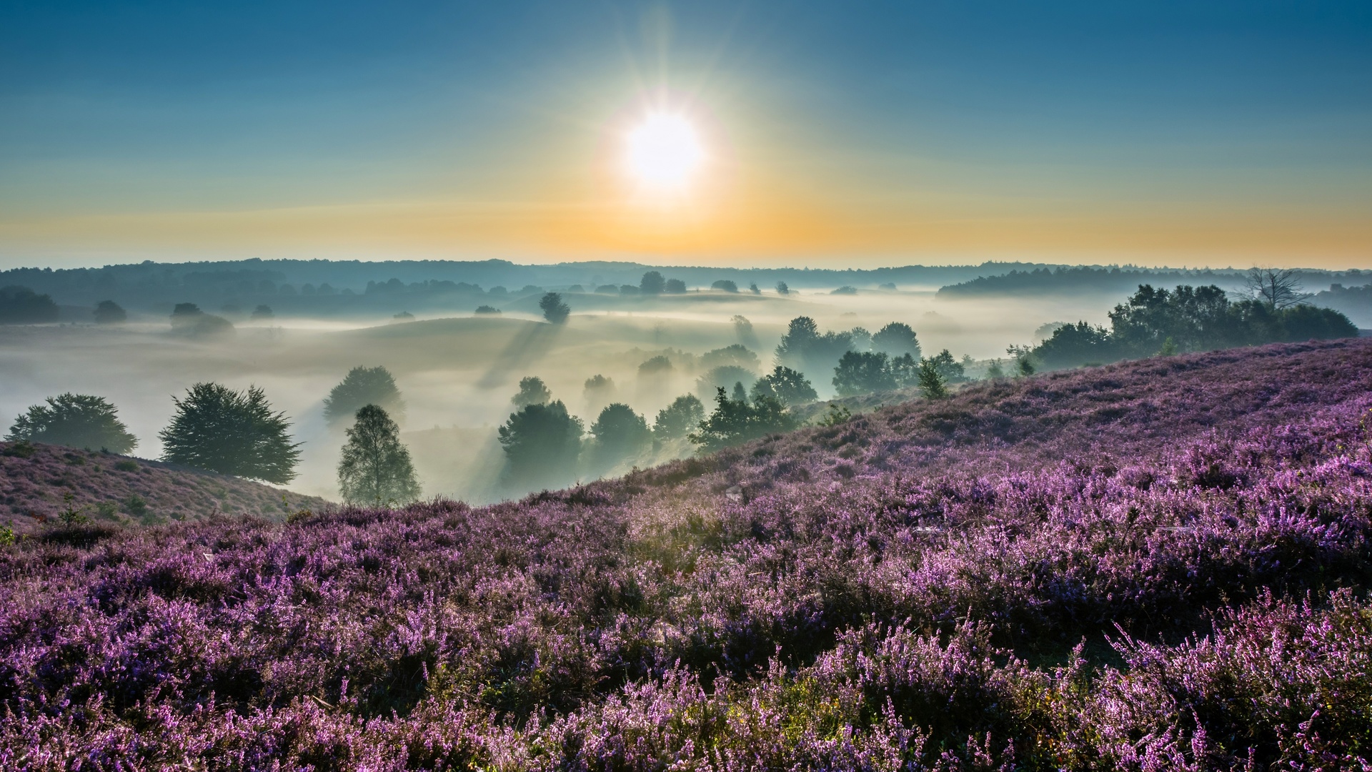 hoge veluwe, national park, gelderland, netherlands,  , --, , , , , , , 