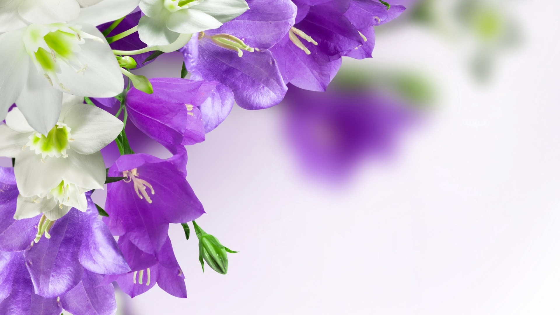 campanula, , , 