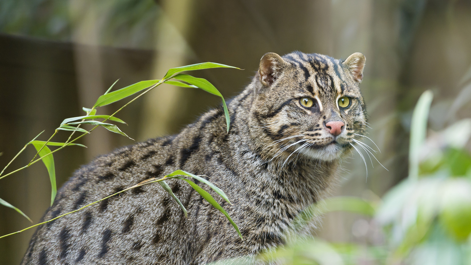 , fishing cat, ctambako the jaguar,  , , 