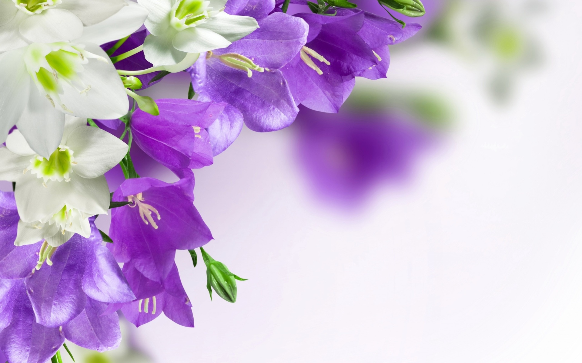 campanula, , , 