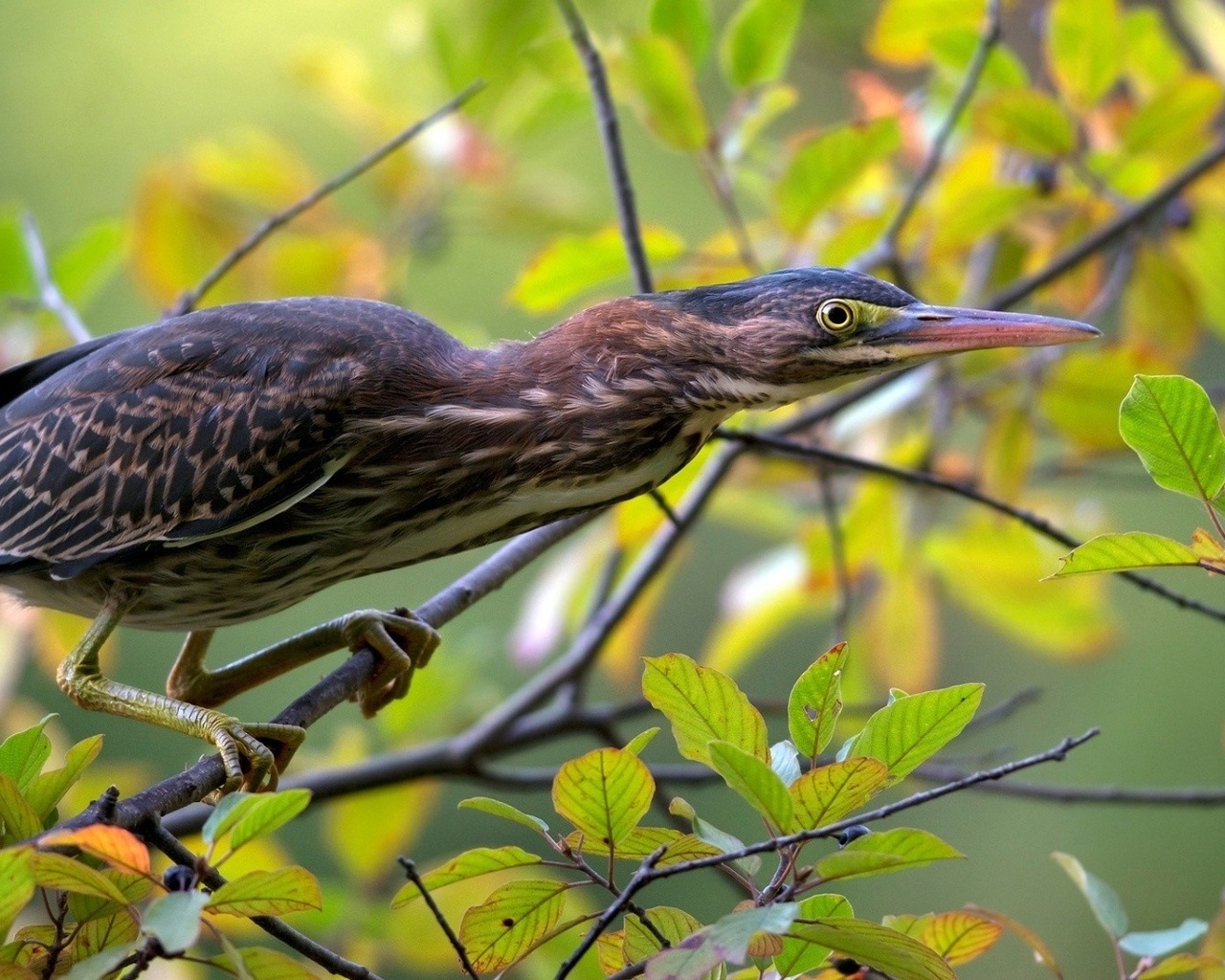 green heron, , 