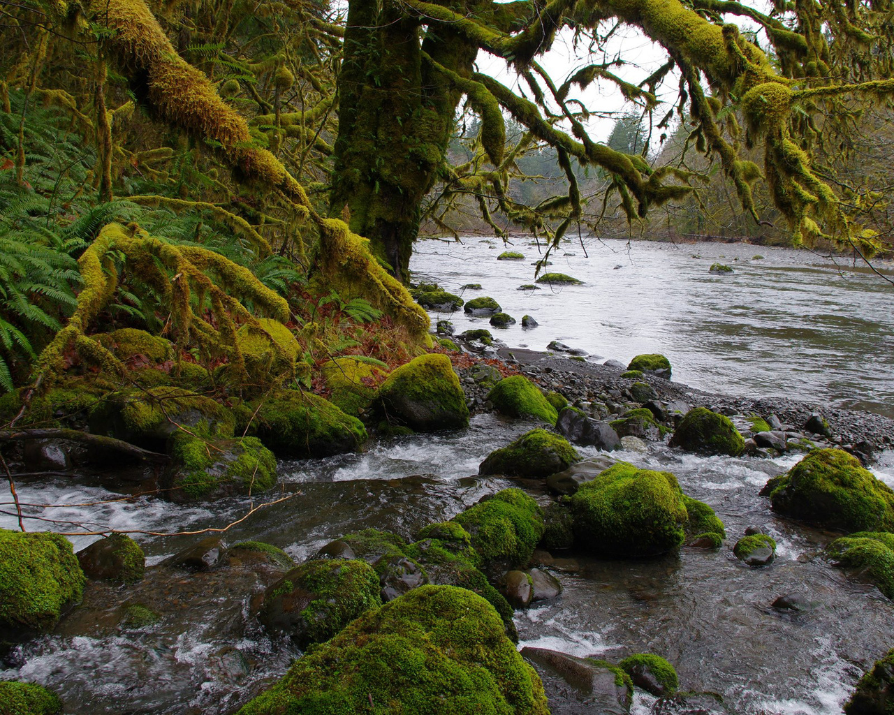 sol duc river, washington, usa, northwest, olympic peninsula, olympic national park, hd