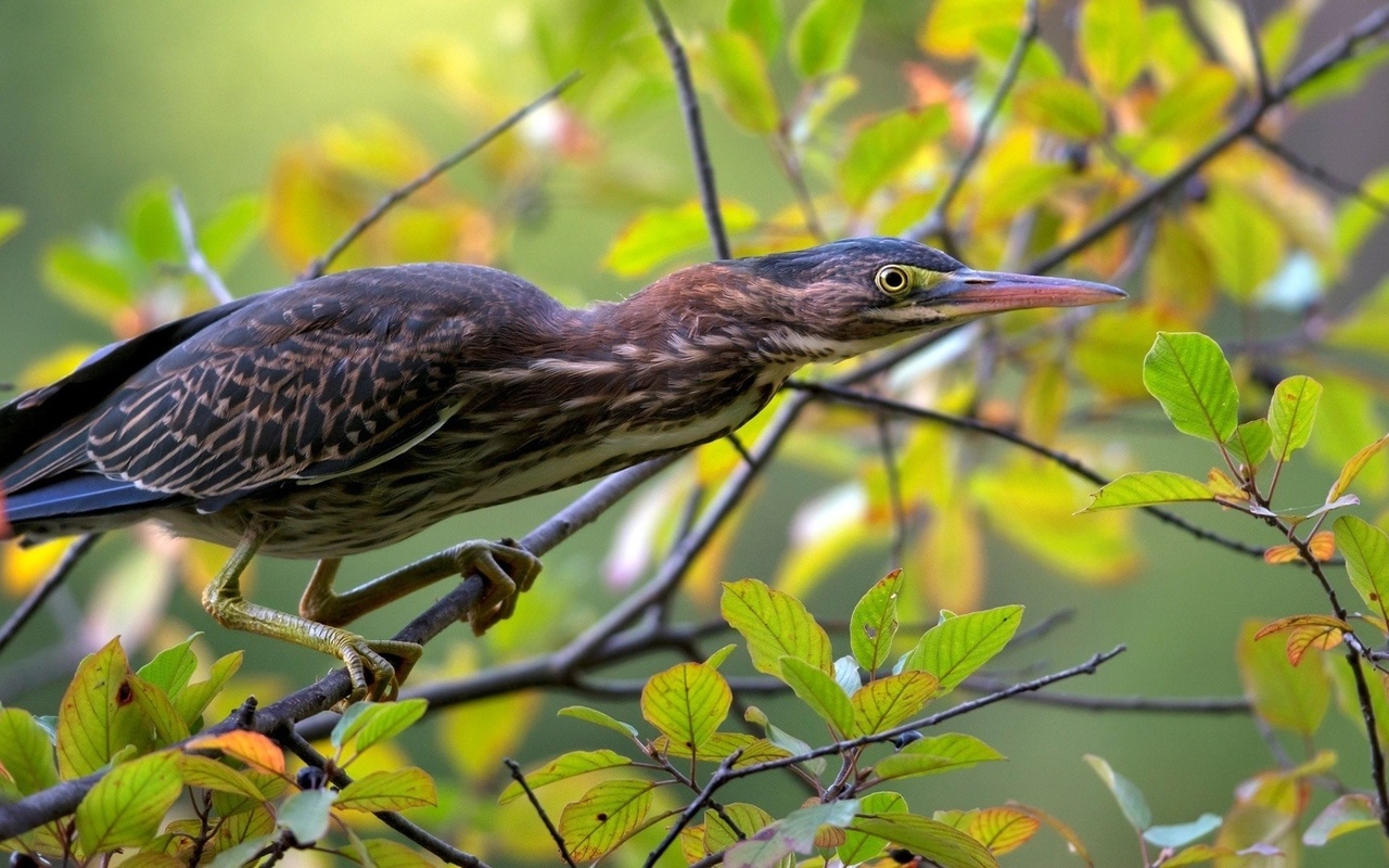 green heron, , 