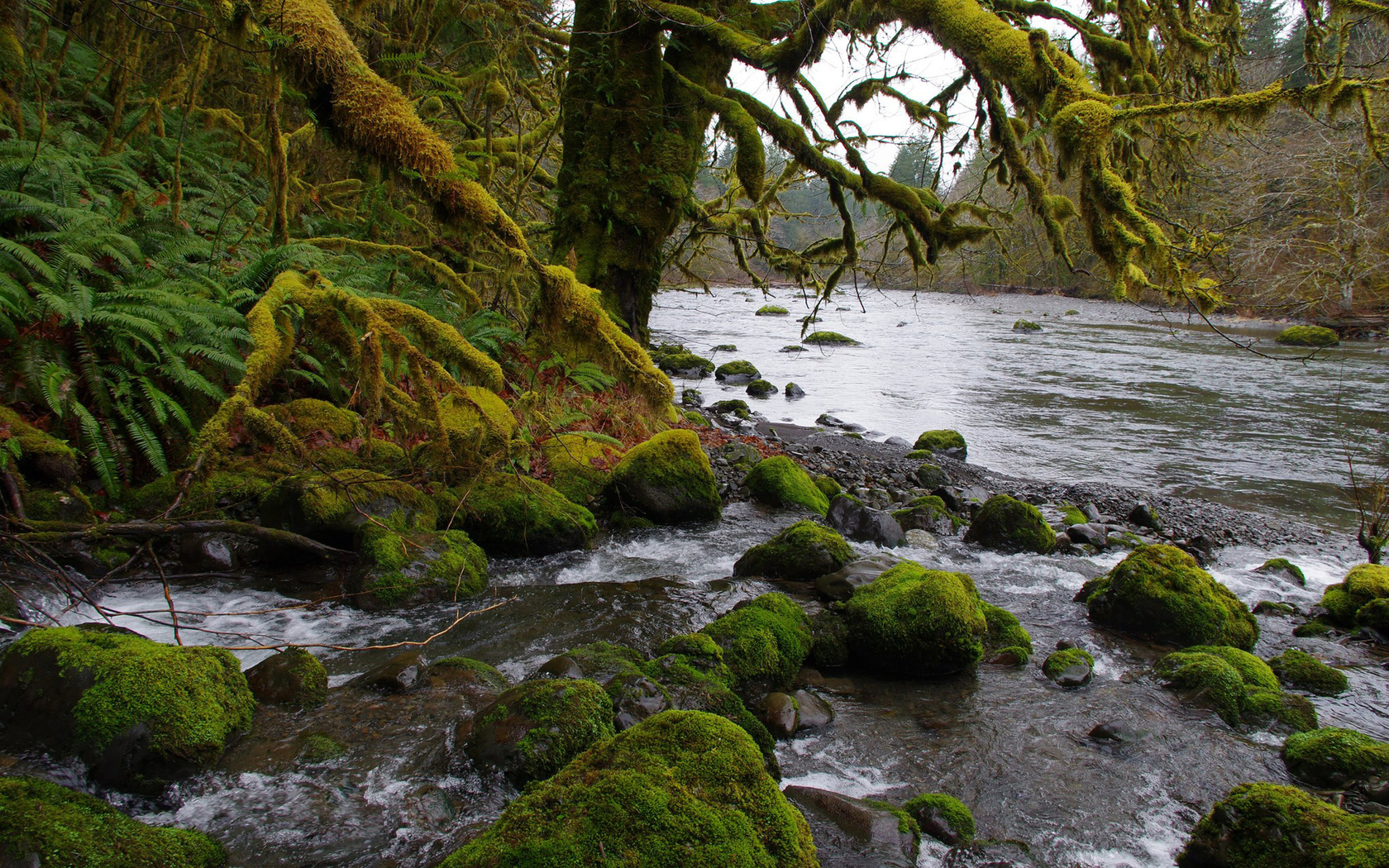 sol duc river, washington, usa, northwest, olympic peninsula, olympic national park, hd