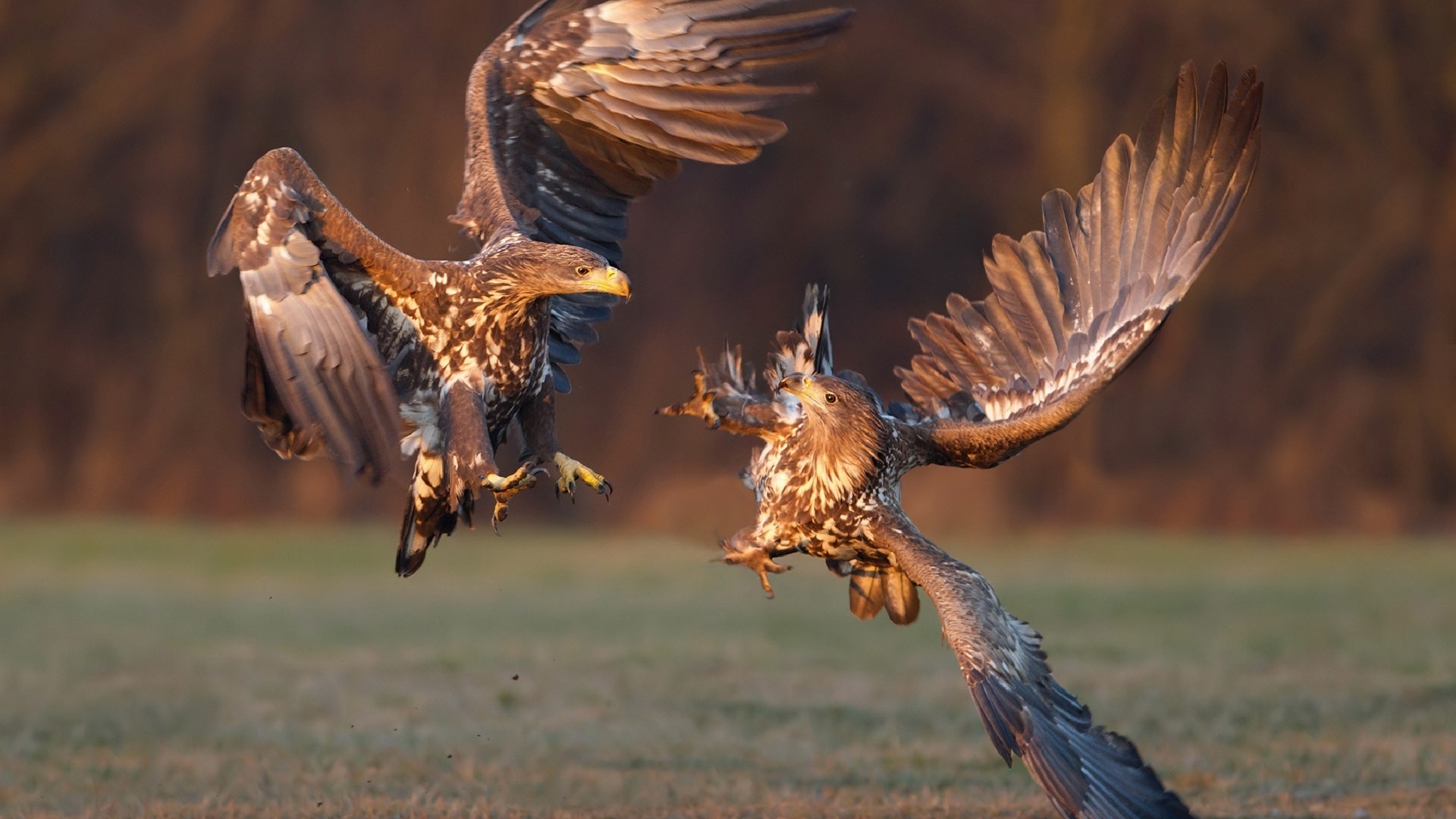   , white-tailed eagle, -,  