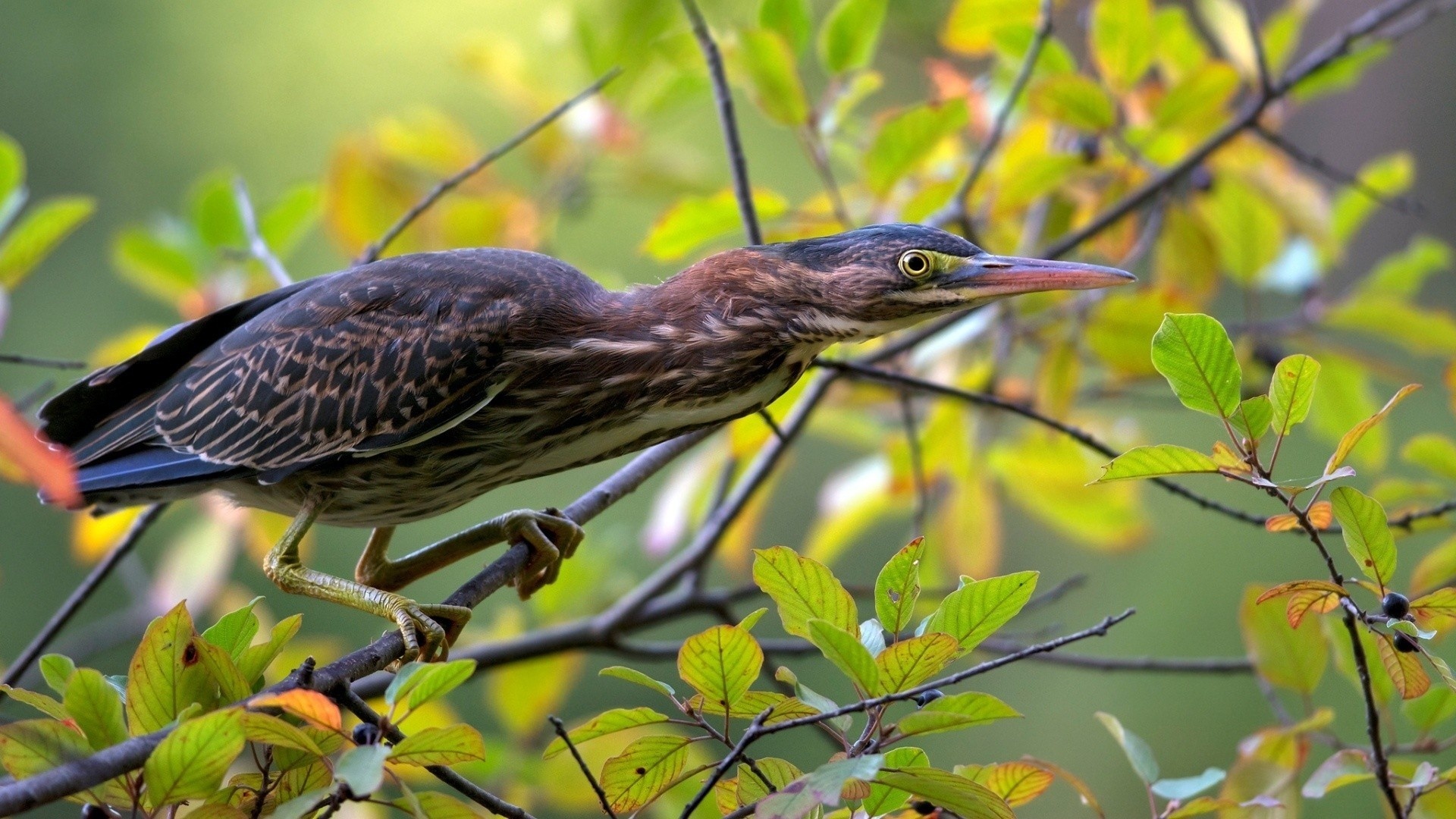 green heron, , 