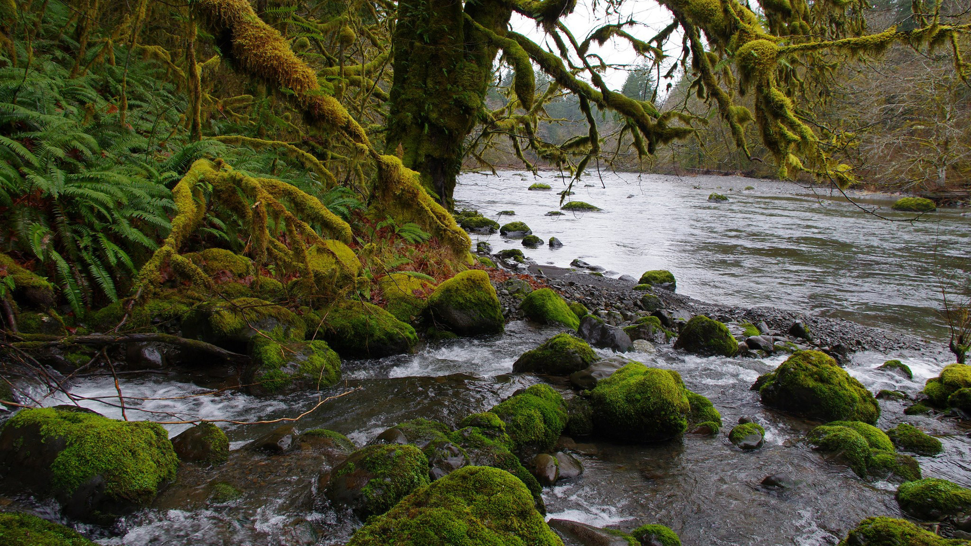 sol duc river, washington, usa, northwest, olympic peninsula, olympic national park, hd