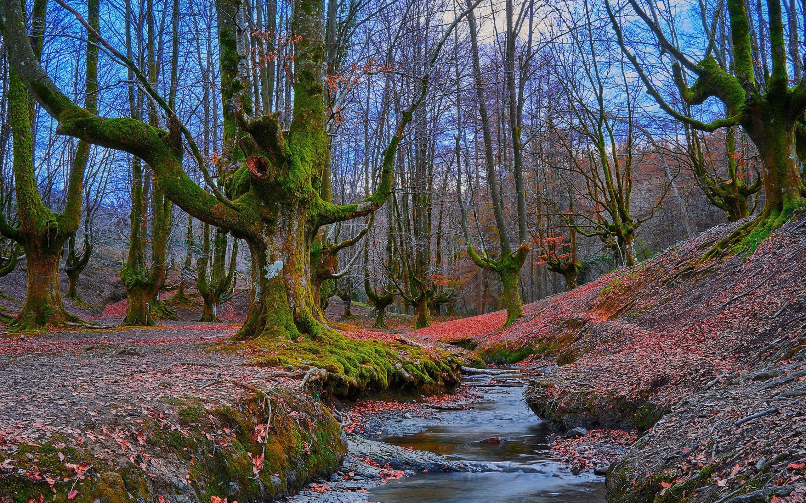 Страна лесов. Лес Отзаретта Испания. Природный парк Otzarreta Forest (Испания). Лес Кантабрии Испания. Парк Горбея.