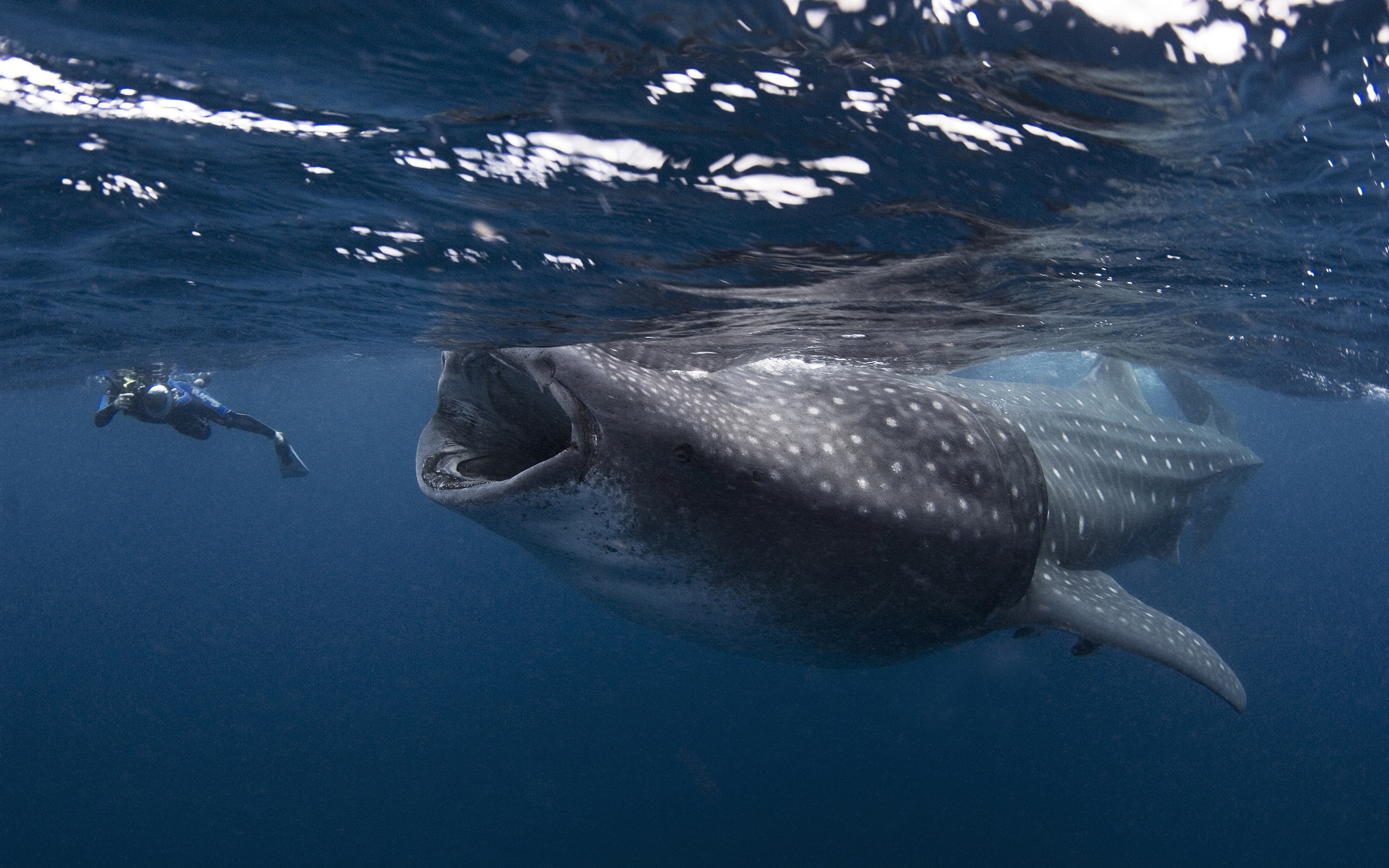 Глубина обитания китовая акула