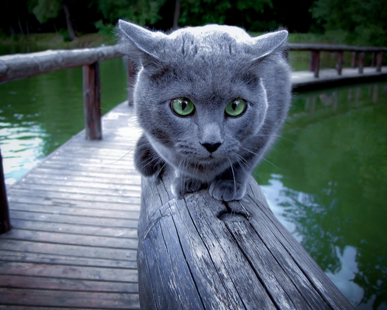 blue, cat, , 