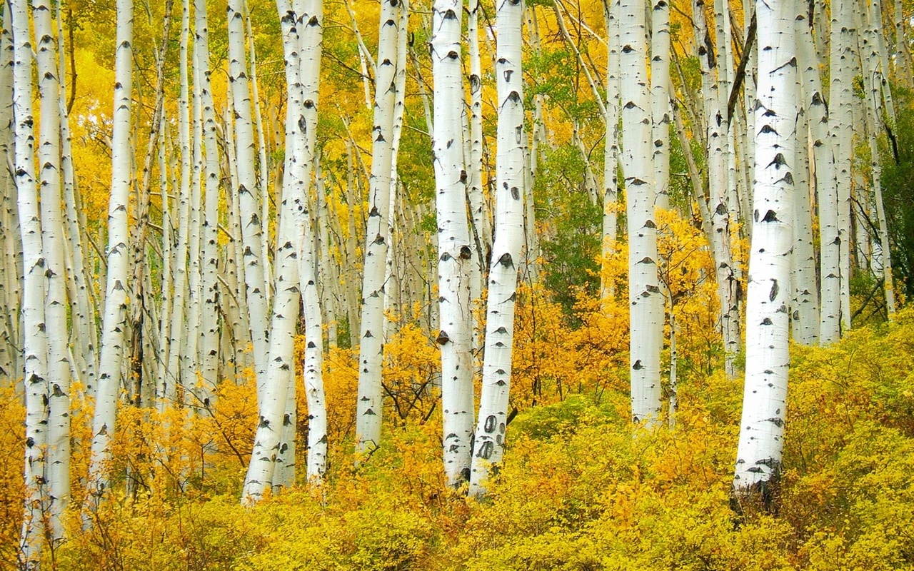 aspen,  , populus tremuloide shumen, , , colorado