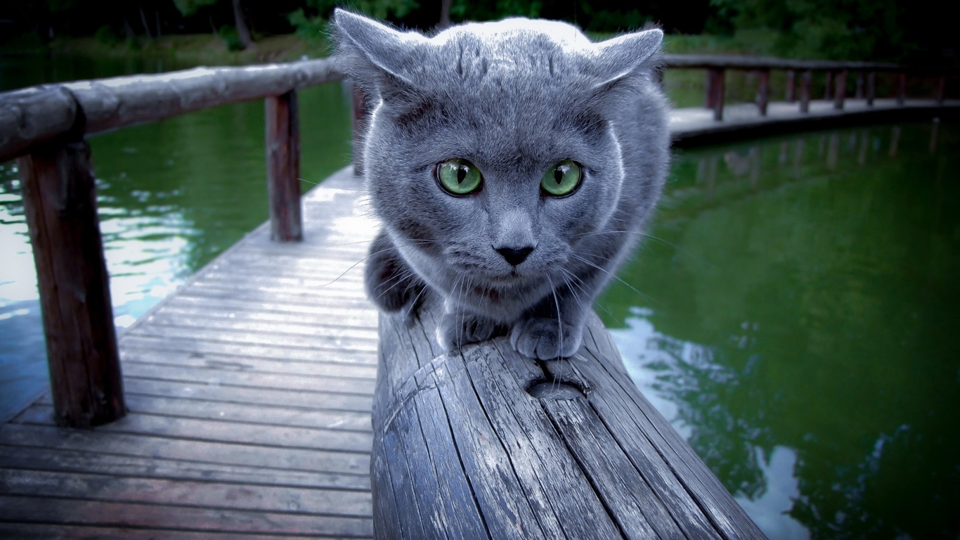 blue, cat, , 