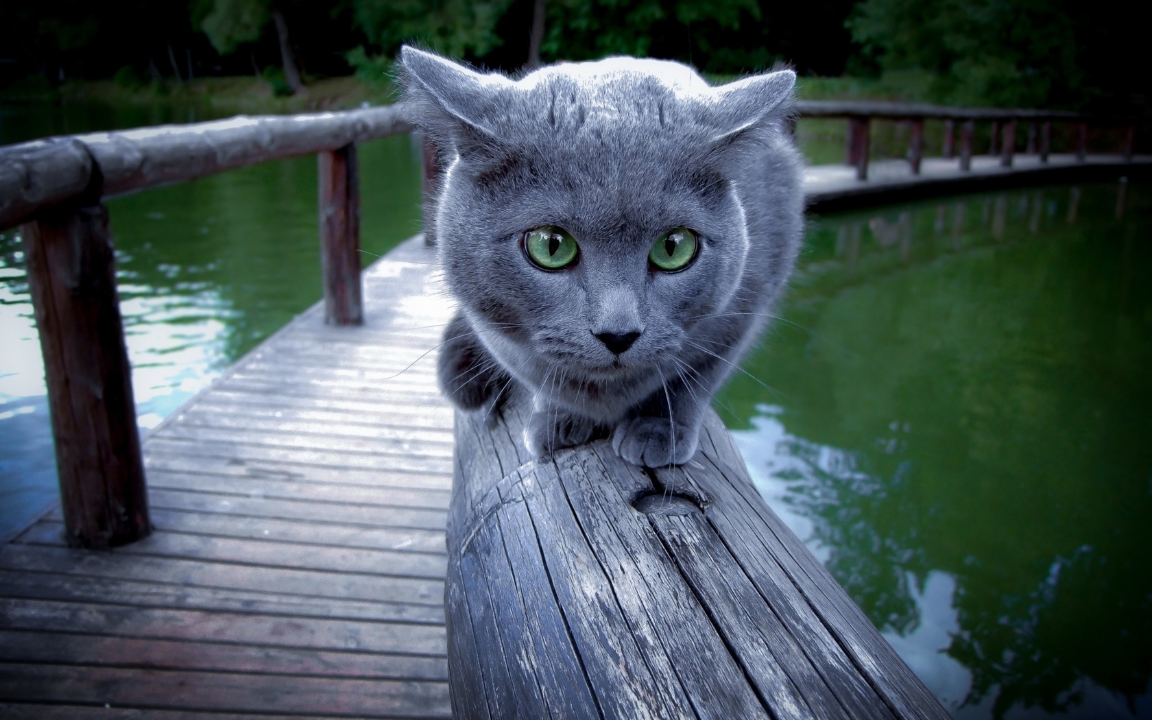 blue, cat, , 