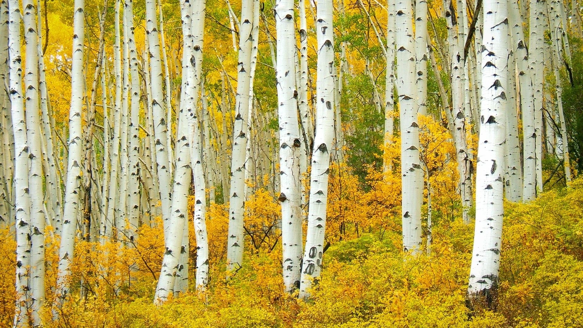 aspen,  , populus tremuloide shumen, , , colorado