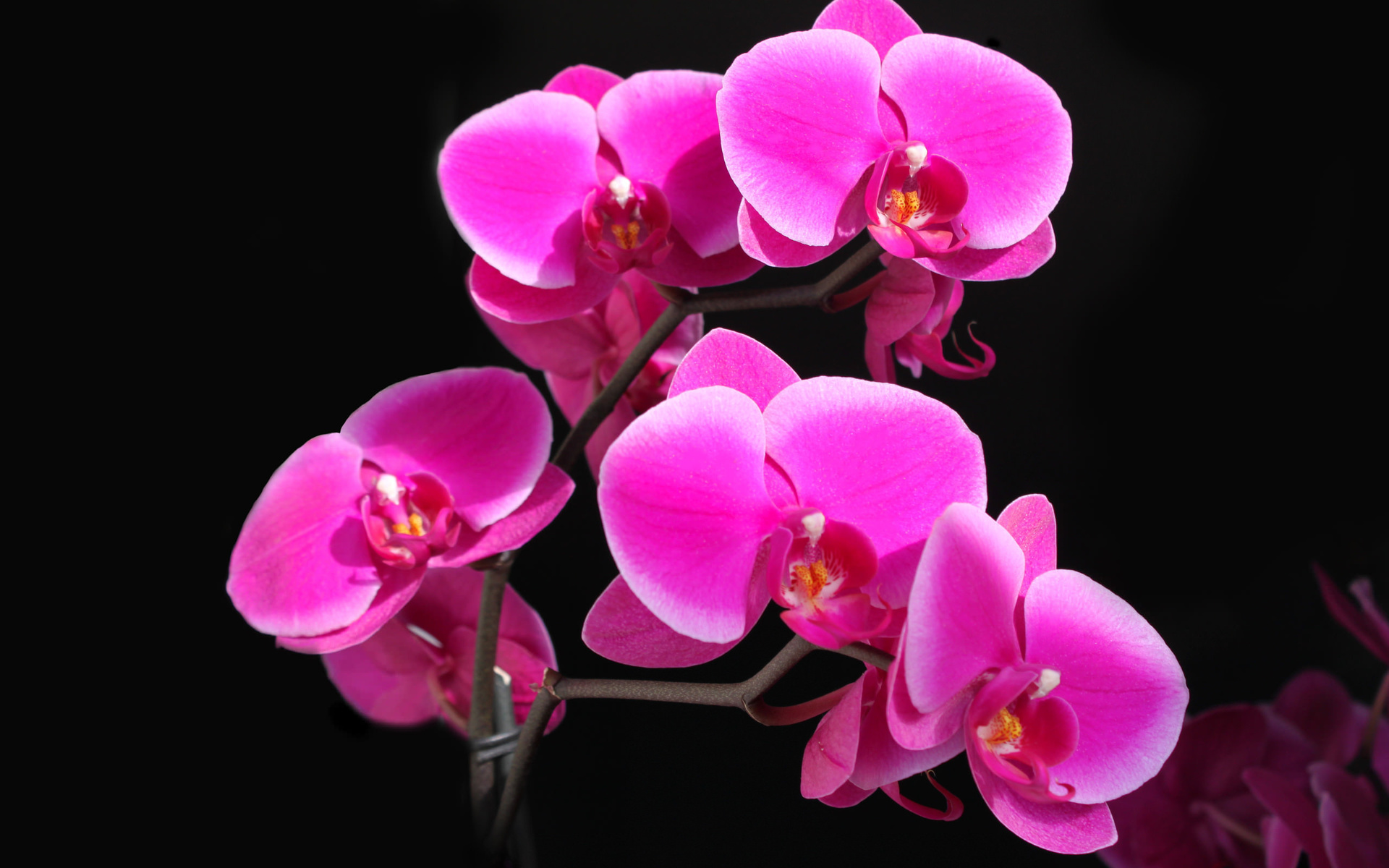 phalaenopsis, , , , , hd