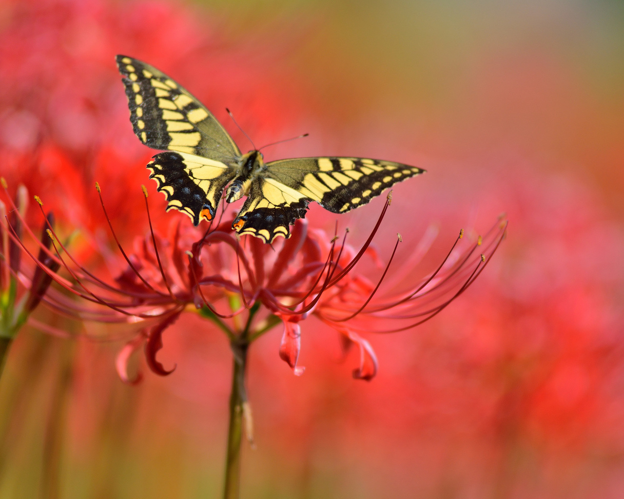 butterfly, background, flowers