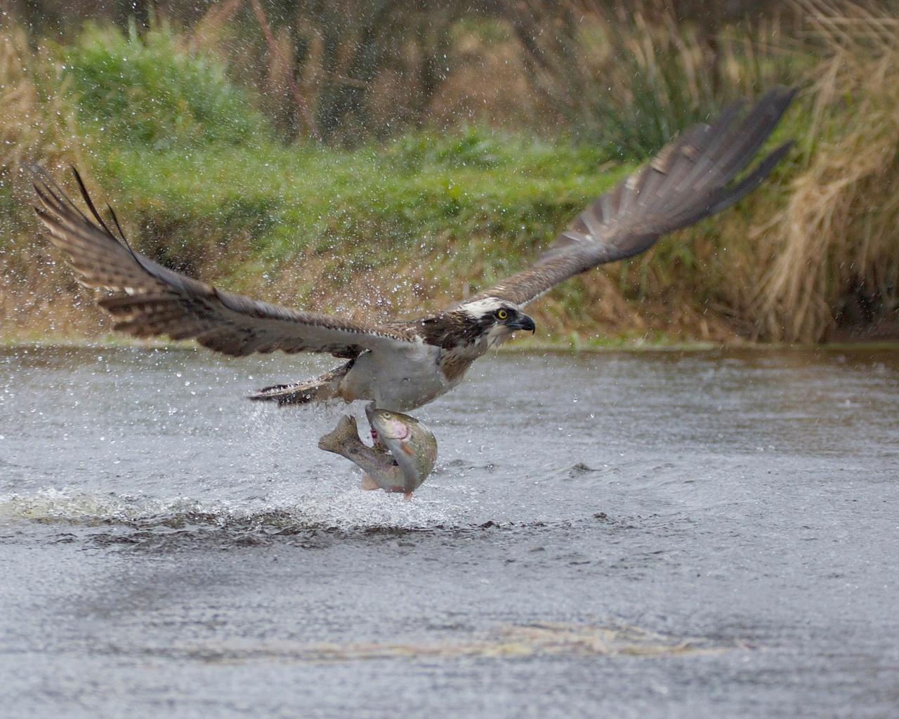 take-off, the rise, osprey, predator, squirt, fish, bird, catch