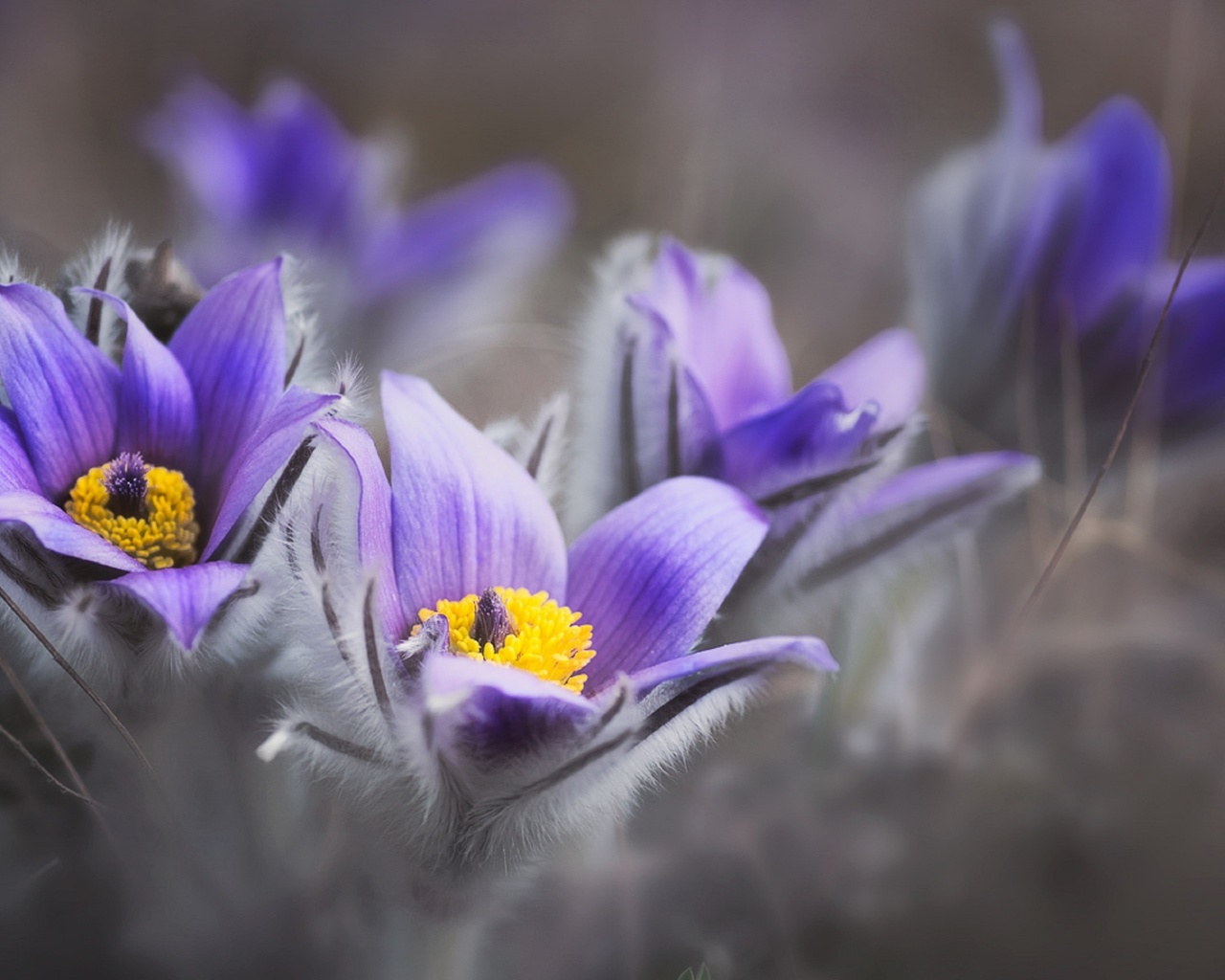  , , cretan crocus,  ,  