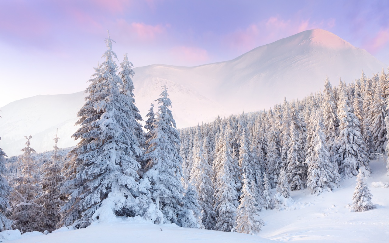 snow, dawn, forest, clouds, winter