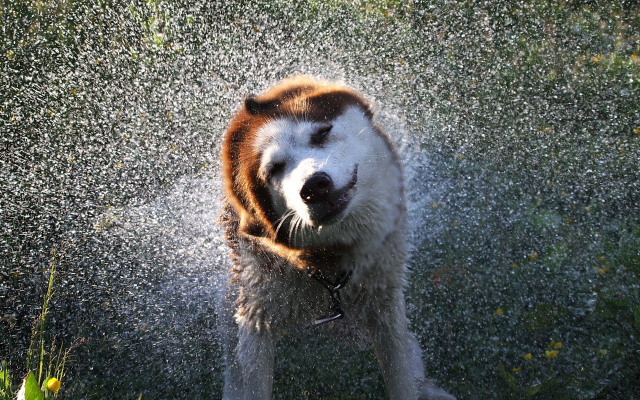 squirt, dog, water