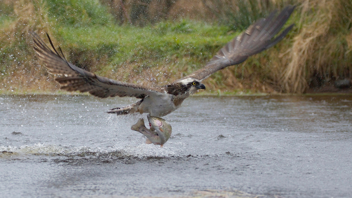 take-off, the rise, osprey, predator, squirt, fish, bird, catch