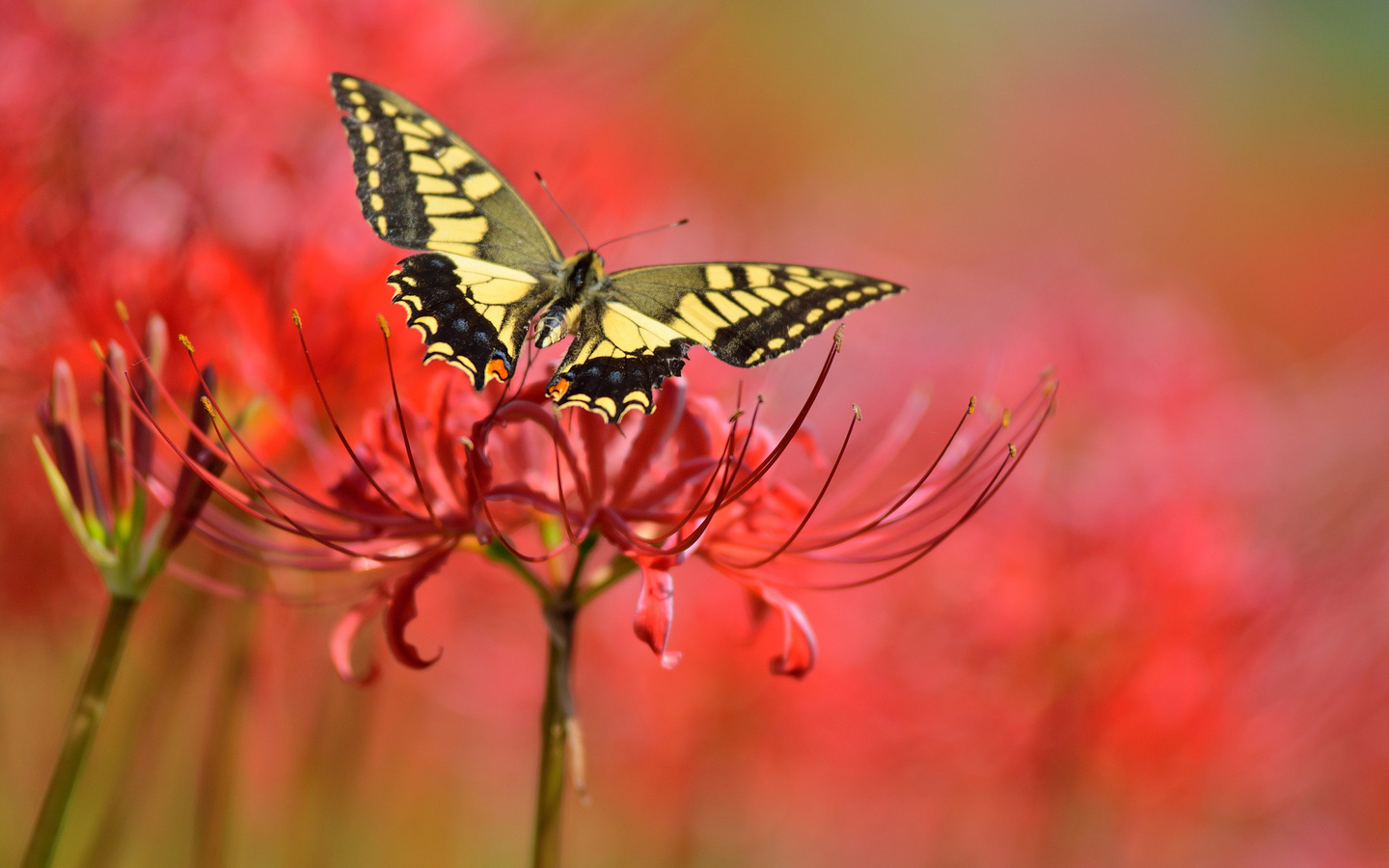 butterfly, background, flowers