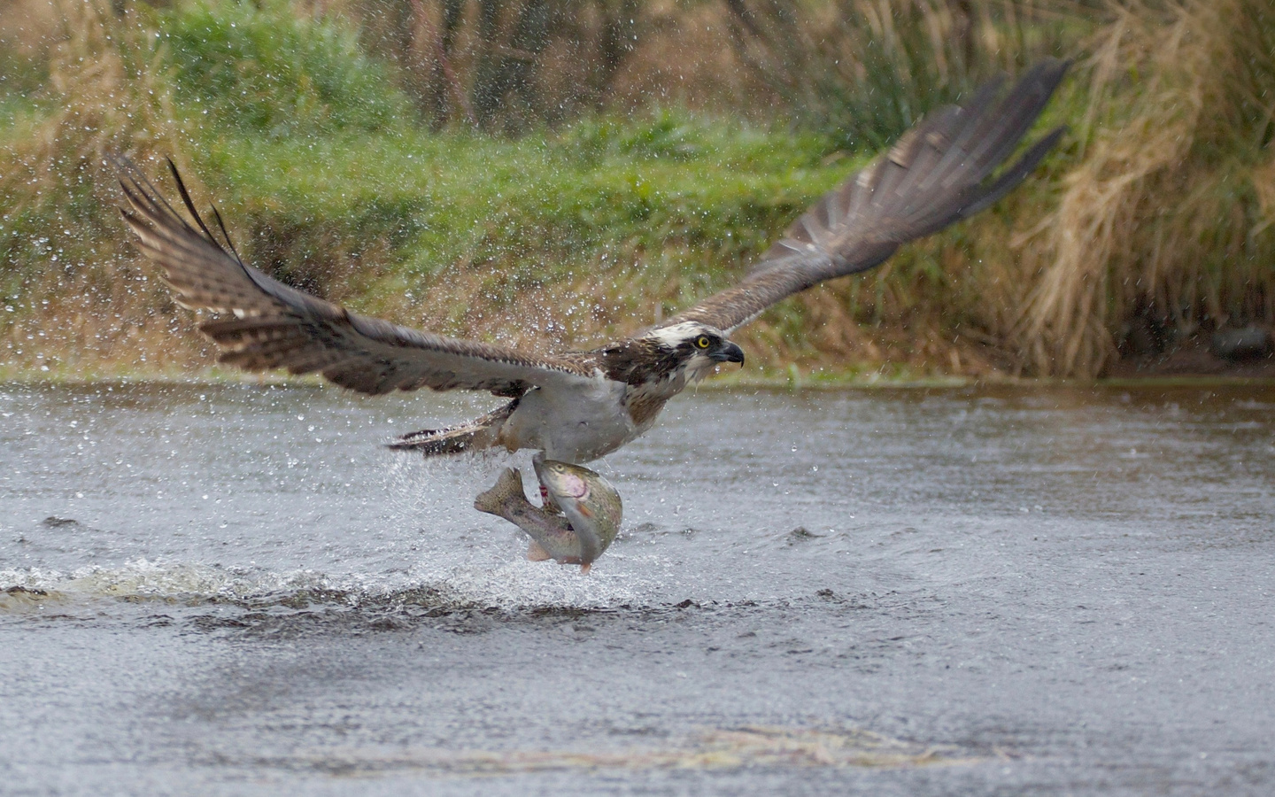 take-off, the rise, osprey, predator, squirt, fish, bird, catch