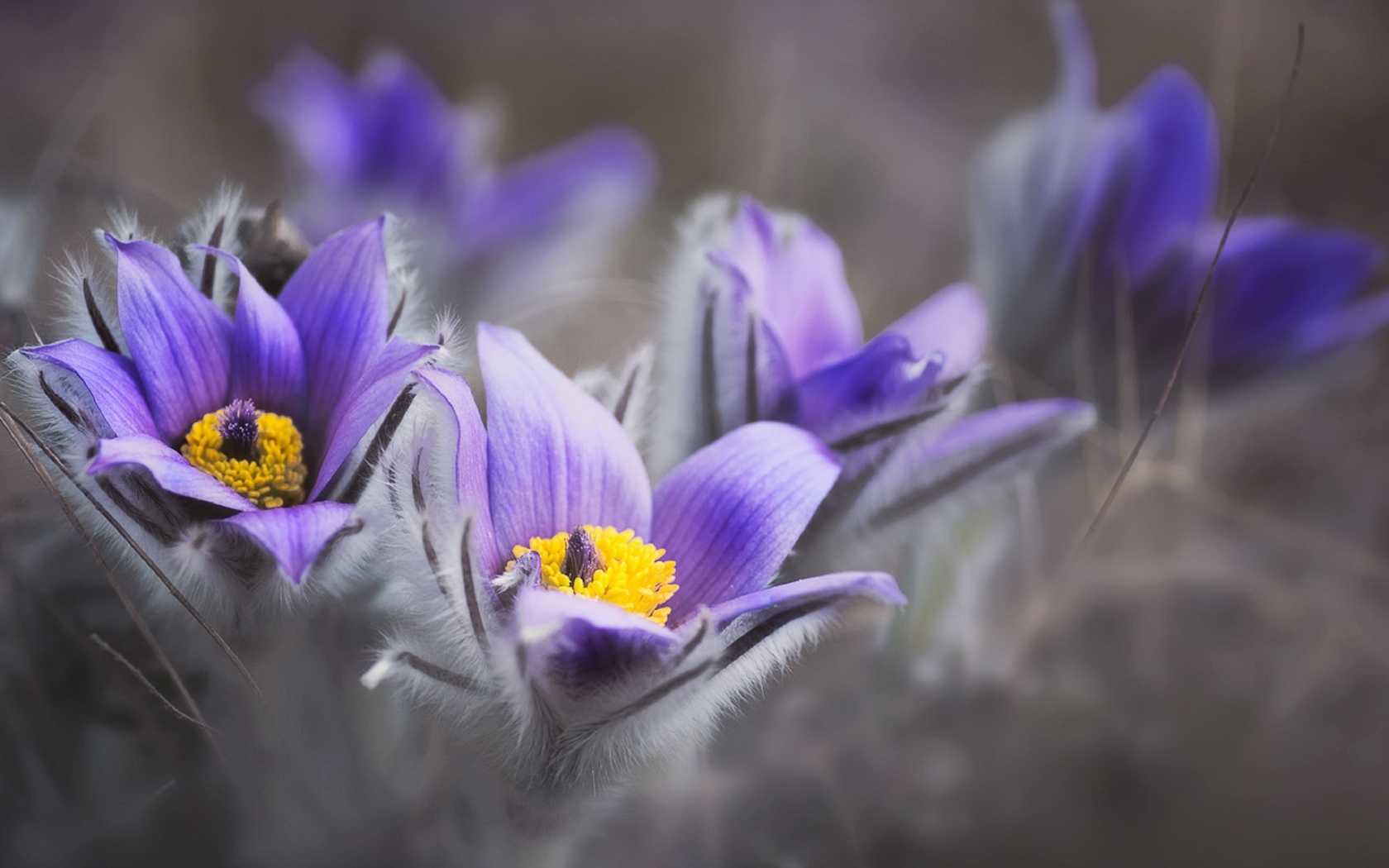  , , cretan crocus,  ,  