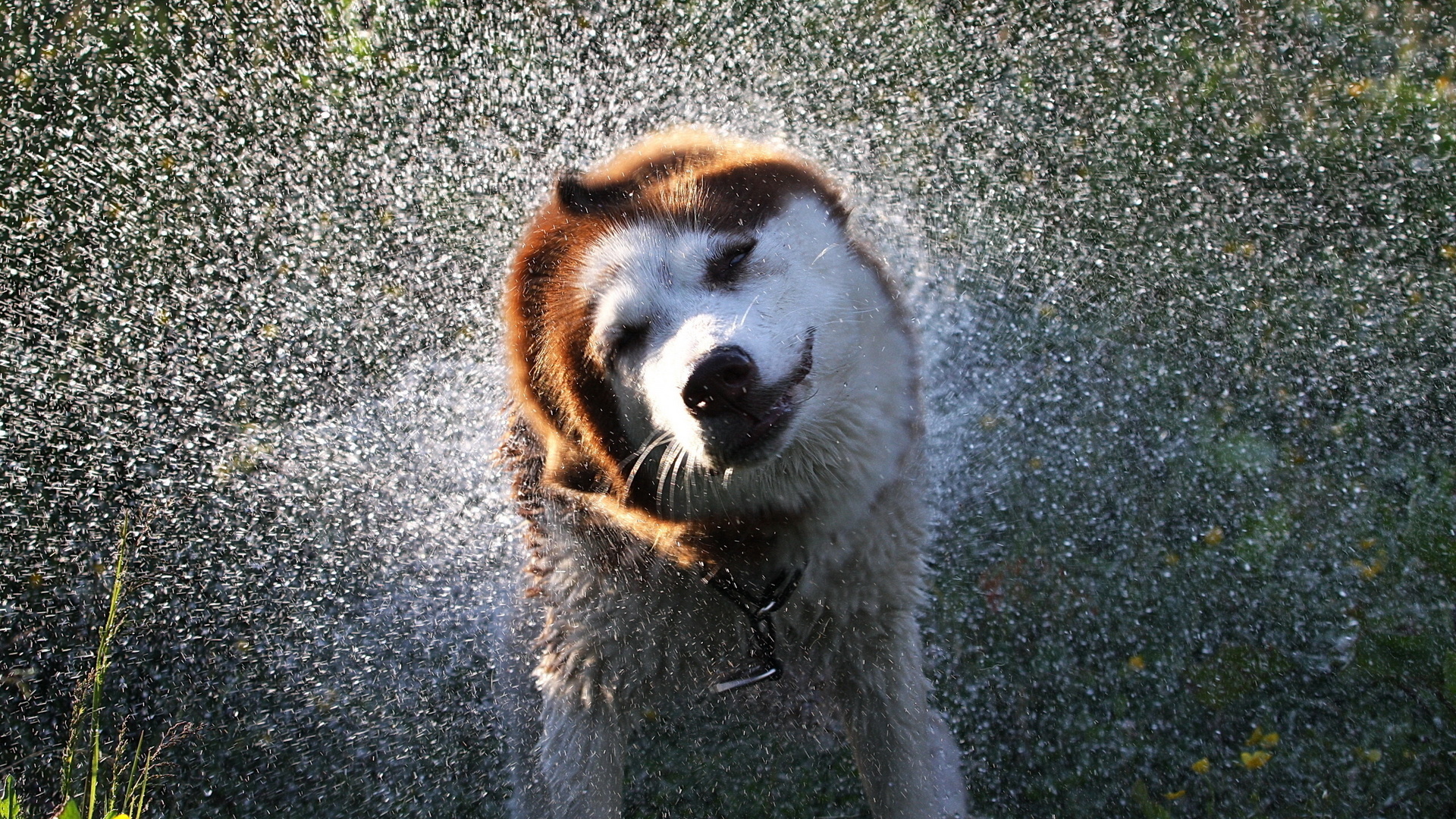 squirt, dog, water