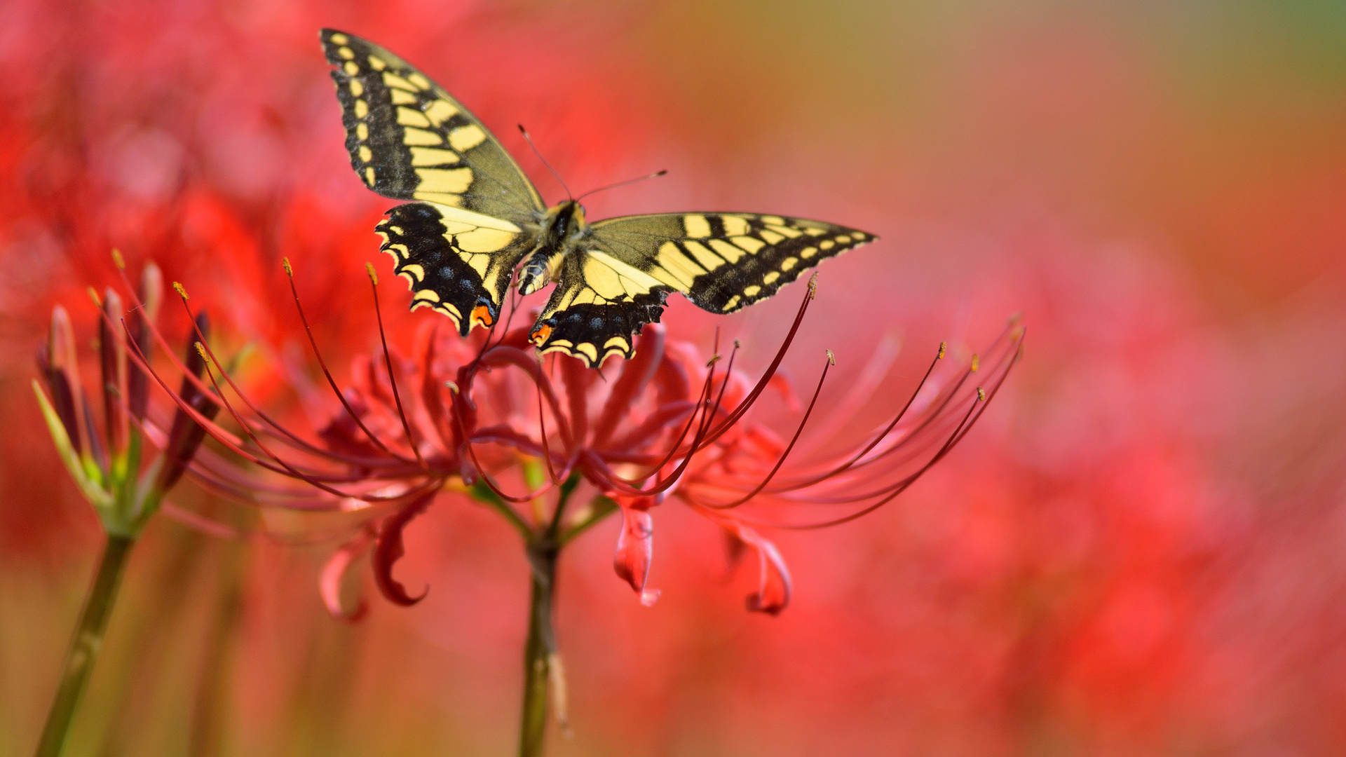 butterfly, background, flowers