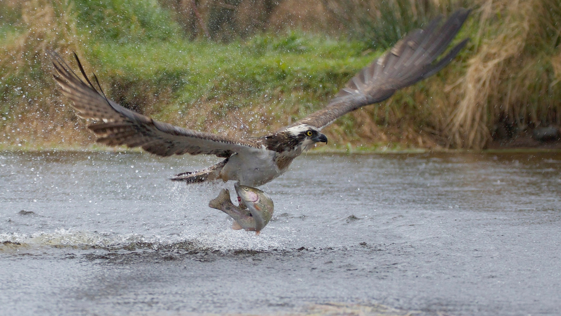 take-off, the rise, osprey, predator, squirt, fish, bird, catch