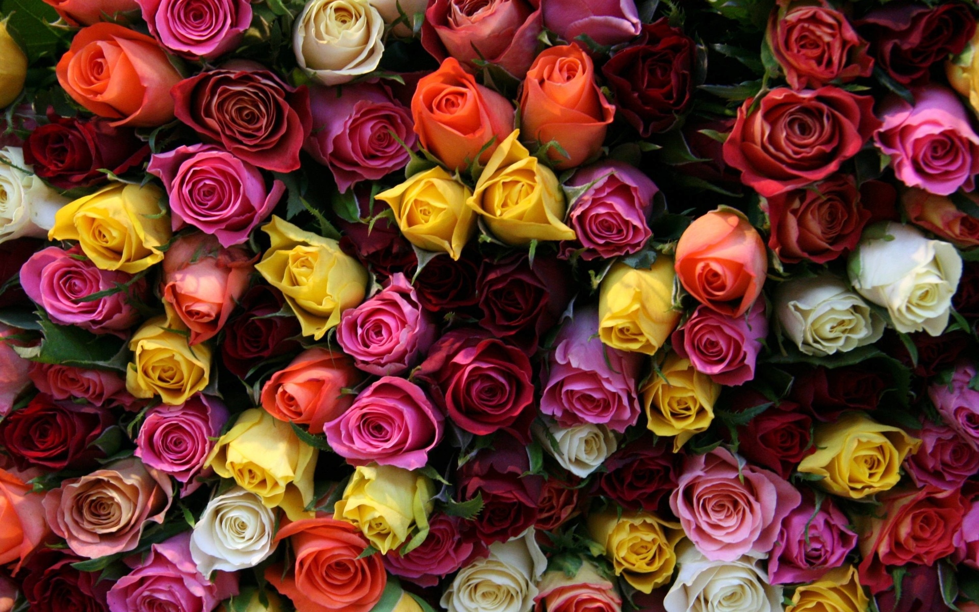 beautiful, buds, roses, flowers, flower