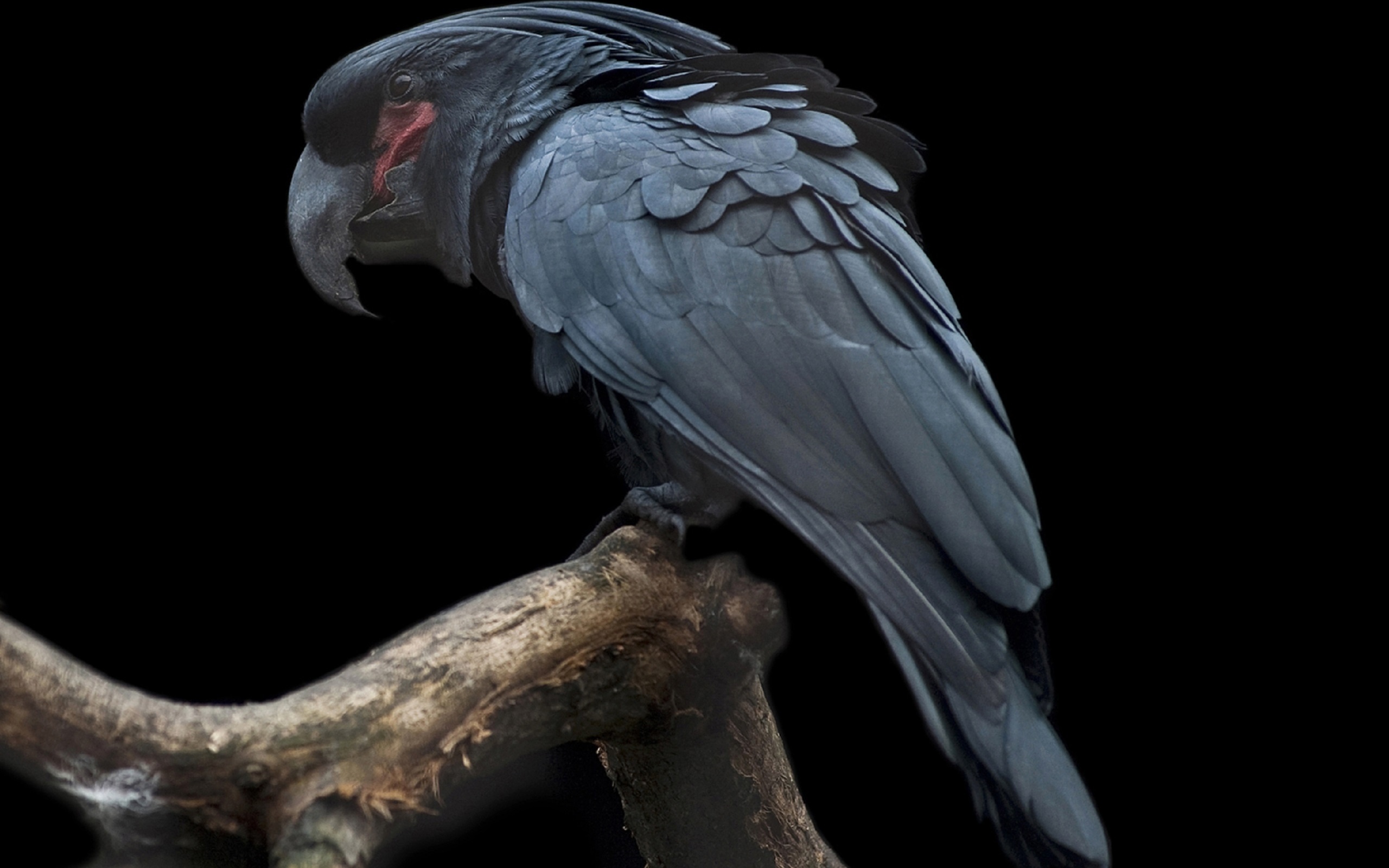 Черный попугай. Попугай Какаду синий. Кокосовый Какаду. Пальмовый Какаду. Черный Какаду.