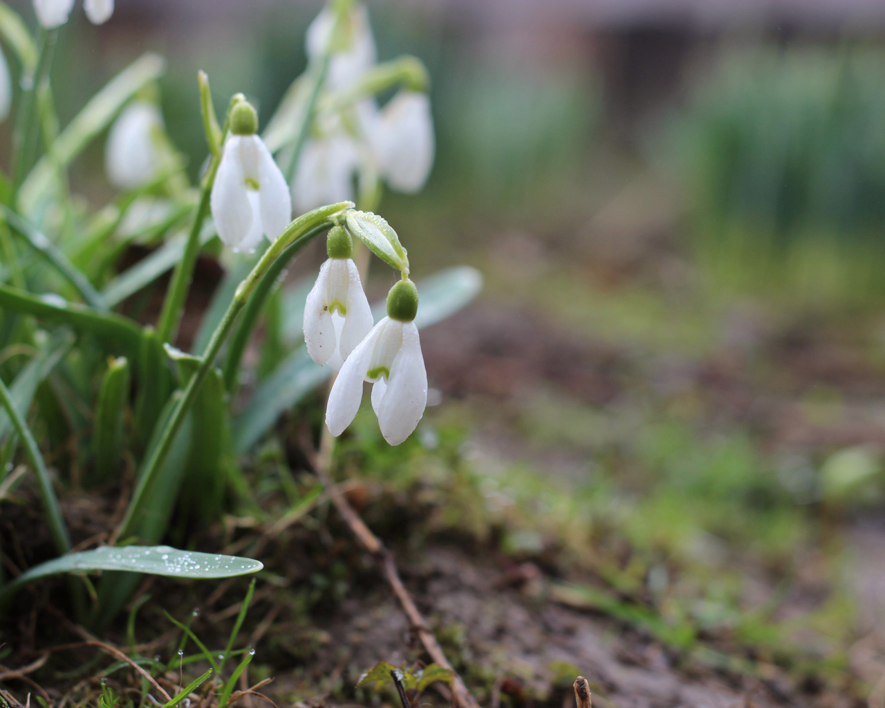 , , , , , , , , , , spring, snowdrops, grass, nature, background, bokeh, minimalism, macro, , , , , , , , , , , bart