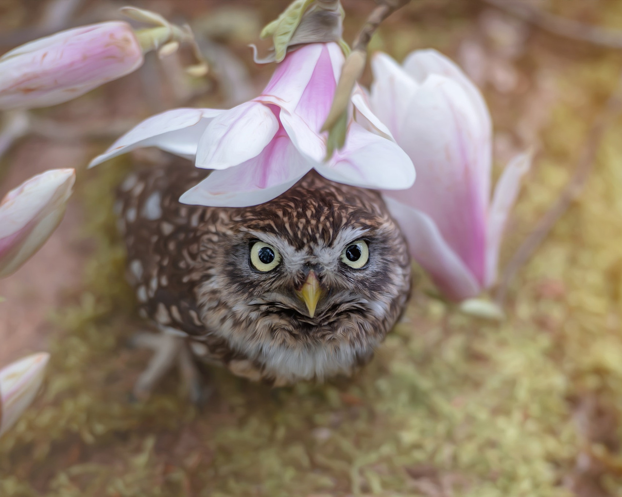 , , , , , , , , tanja brandt, , , 