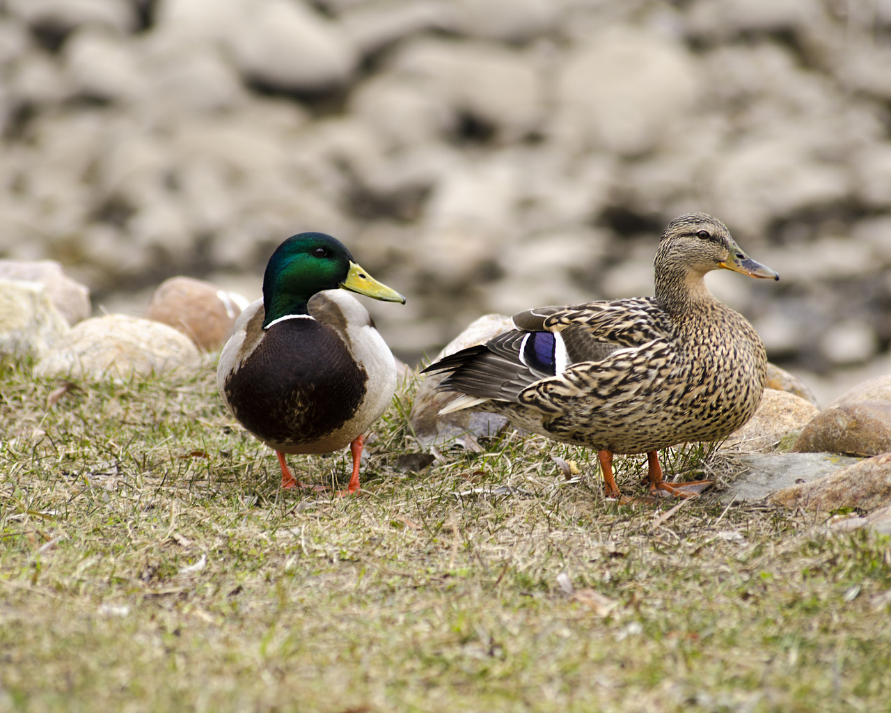 aristovart, , , landscape, nature, animal, wildlife, duck