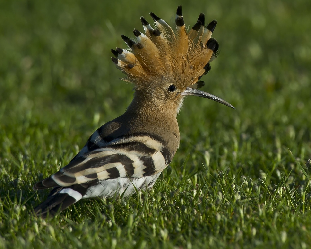 , , , hoopoe, hoopoe,udod