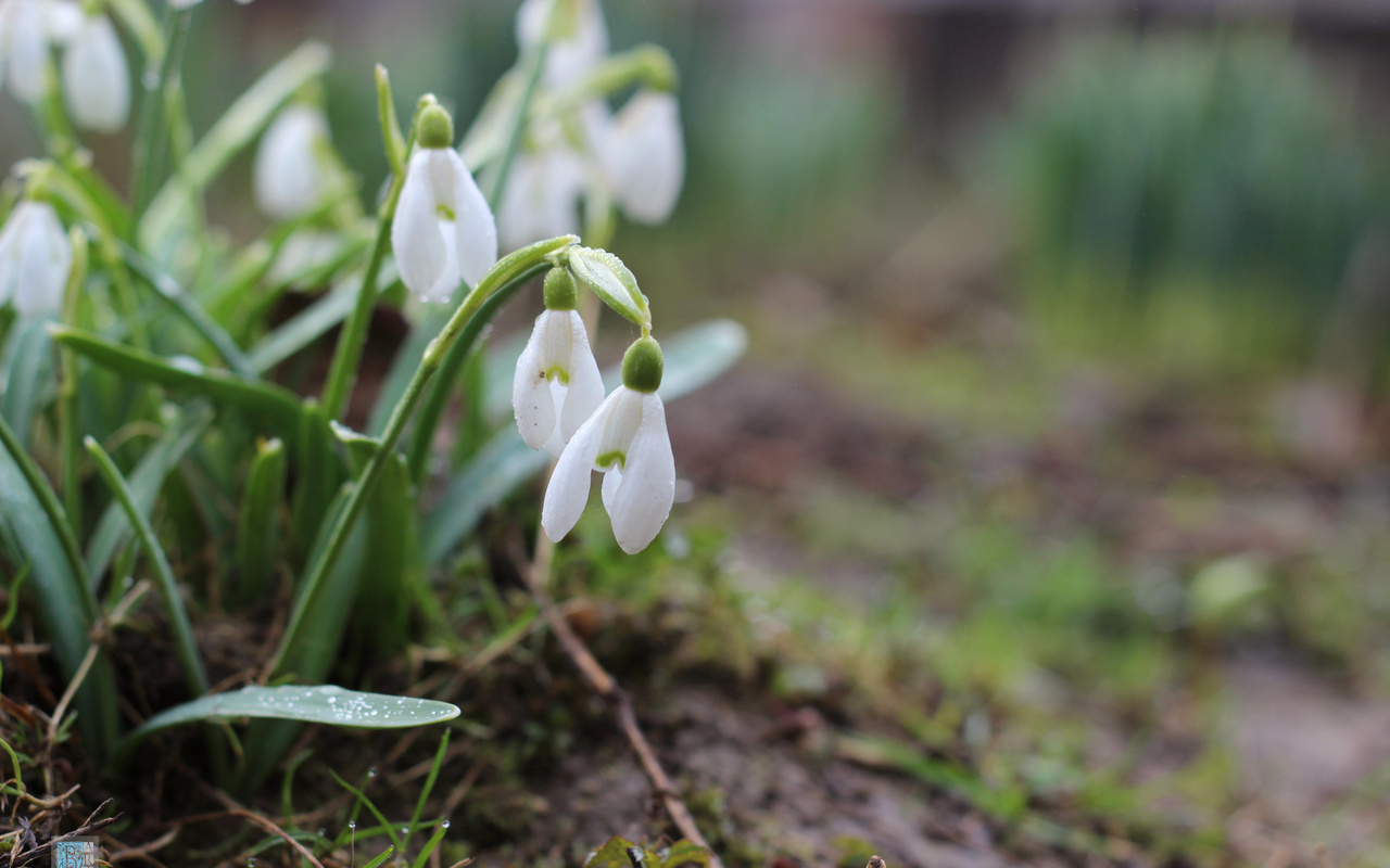 , , , , , , , , , , spring, snowdrops, grass, nature, background, bokeh, minimalism, macro, , , , , , , , , , , bart