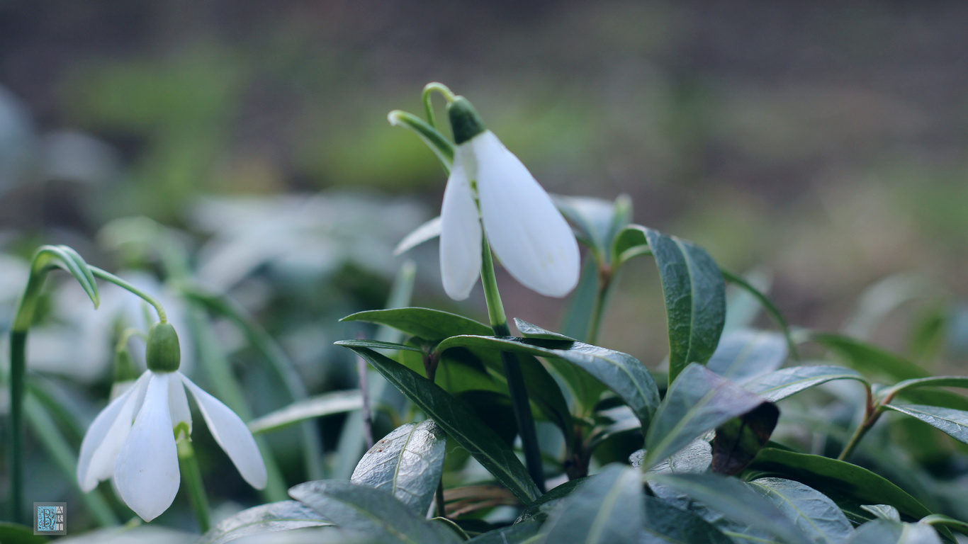 , , , , , , , , , , spring, snowdrops, grass, nature, background, bokeh, minimalism, macro, , , , , , , , , , , , b