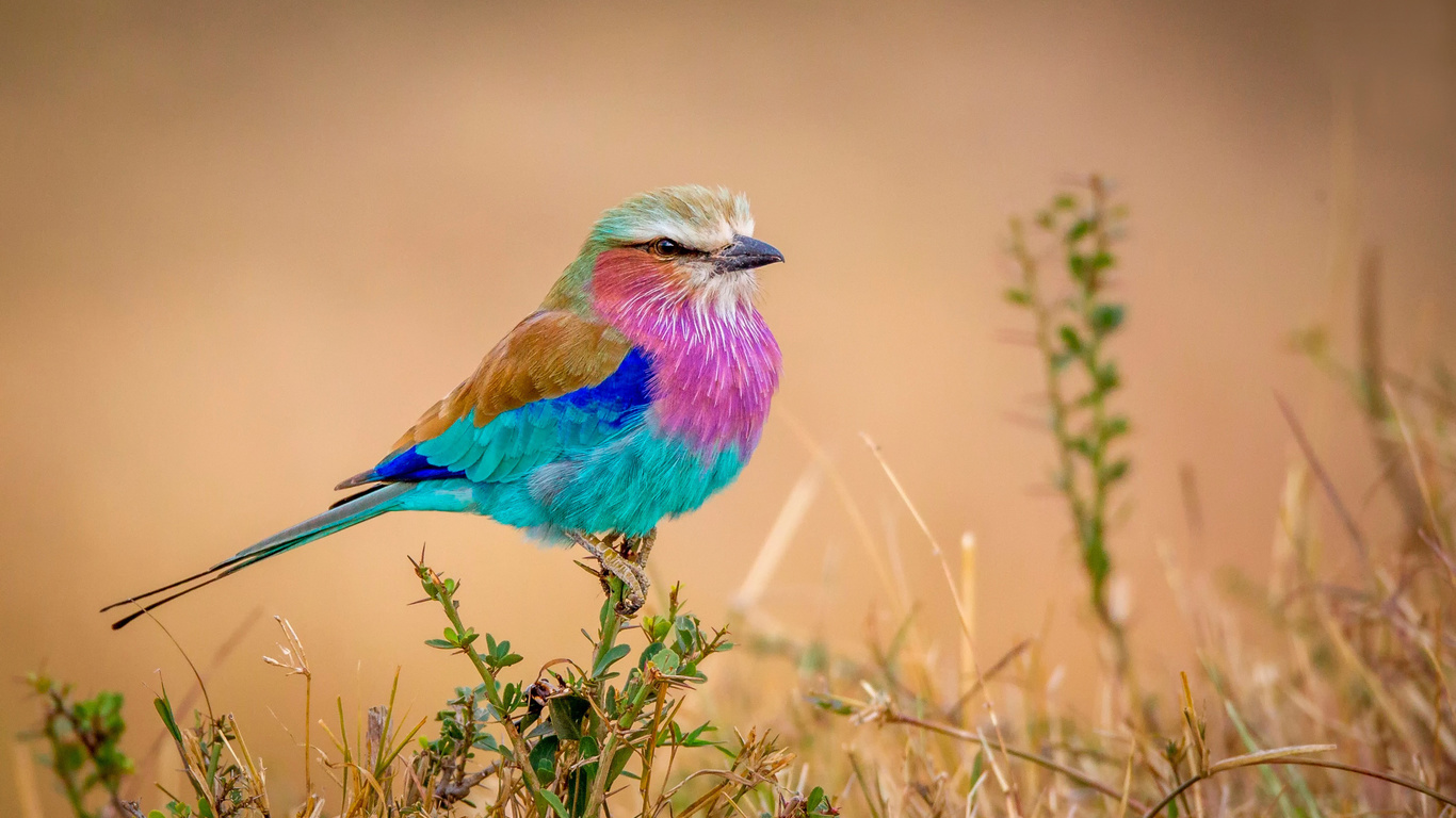 flying rainbow, , , ,,,,,,,,,