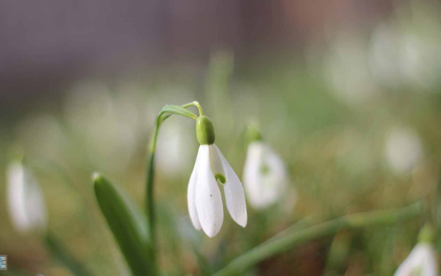 , , , , , , , , , , spring, snowdrops, grass, nature, background, bokeh, minimalism, macro, , , , , , , , , , , bart