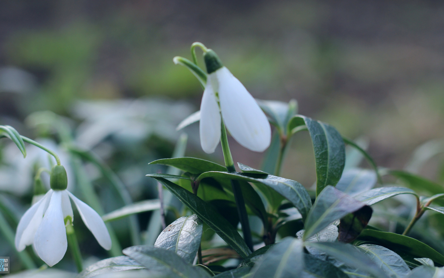 , , , , , , , , , , spring, snowdrops, grass, nature, background, bokeh, minimalism, macro, , , , , , , , , , , , b