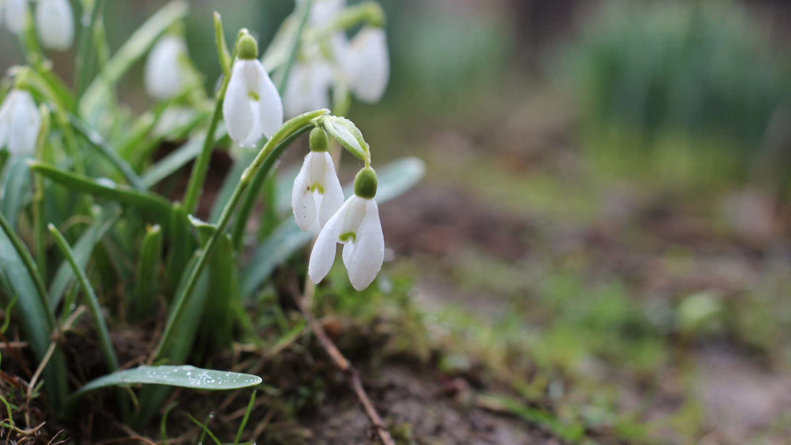 , , , , , , , , , , spring, snowdrops, grass, nature, background, bokeh, minimalism, macro, , , , , , , , , , , bart