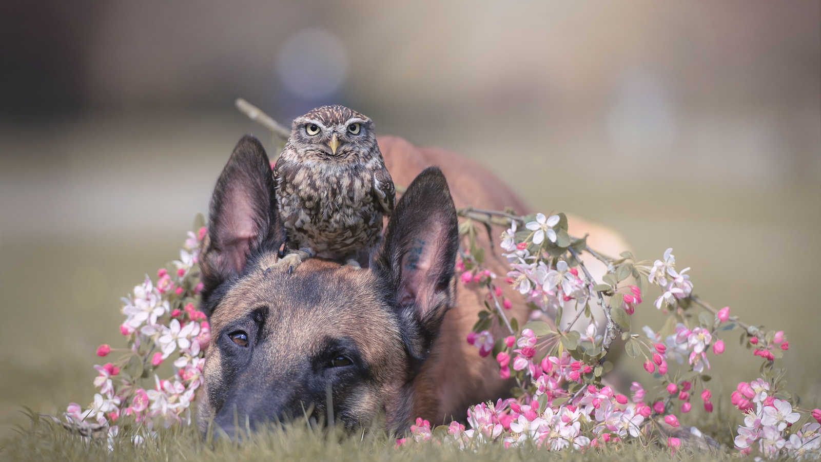 , , , , , , , , , , tanja brandt, 