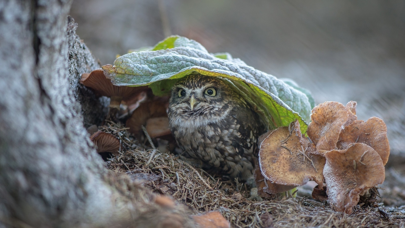 , , , , , , ,  , tanja brandt