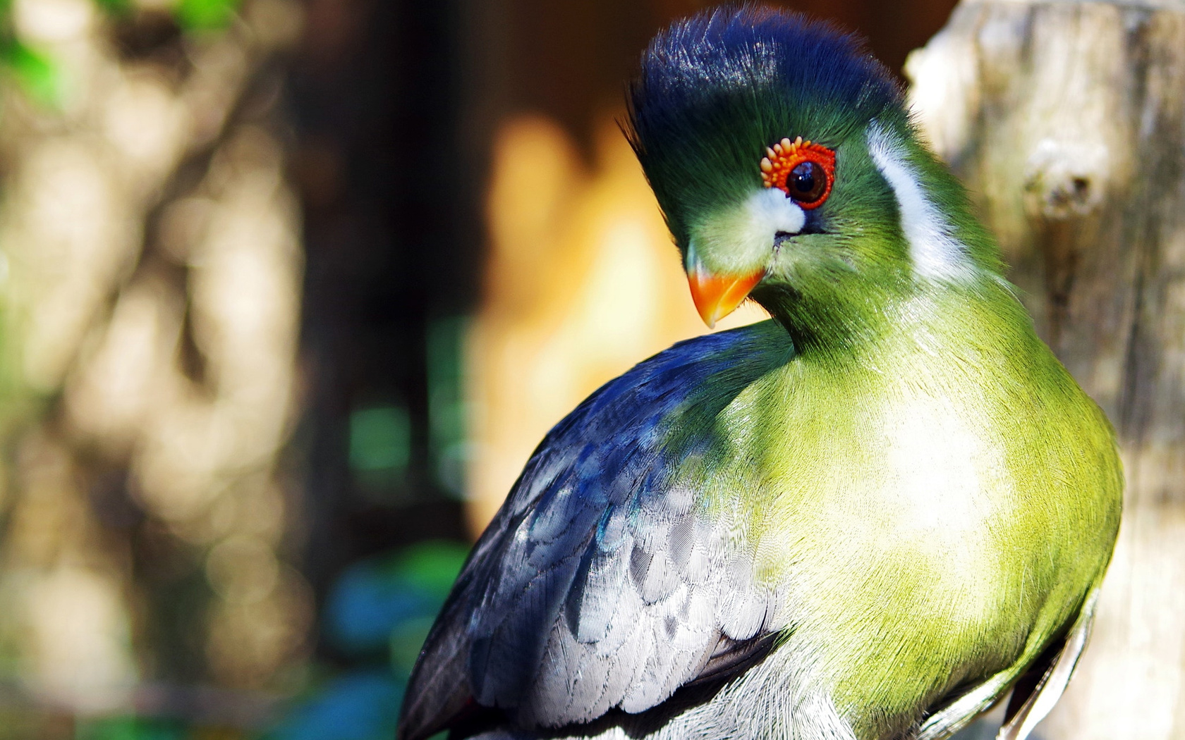  , , , , turaco