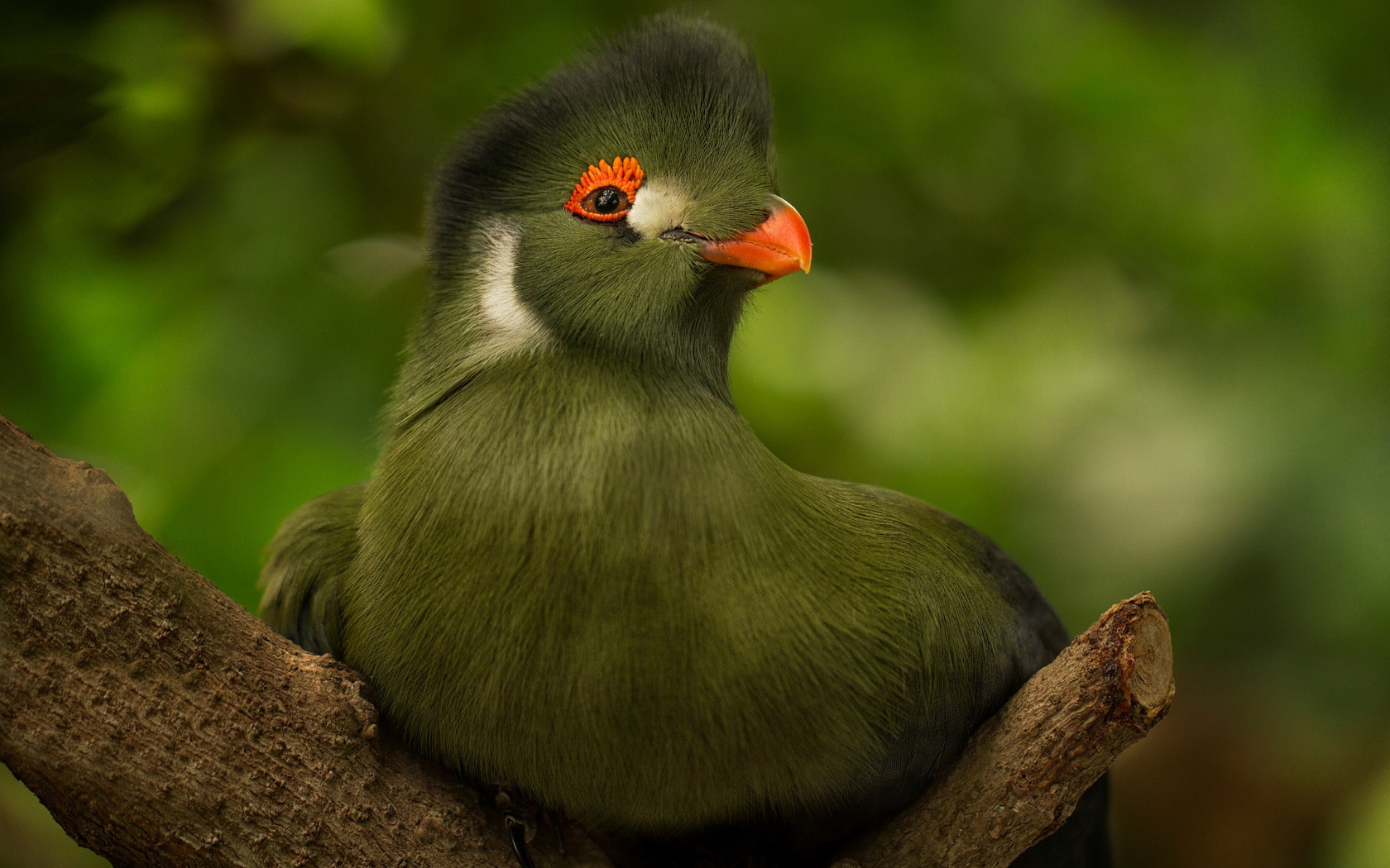  , , , , turaco, 