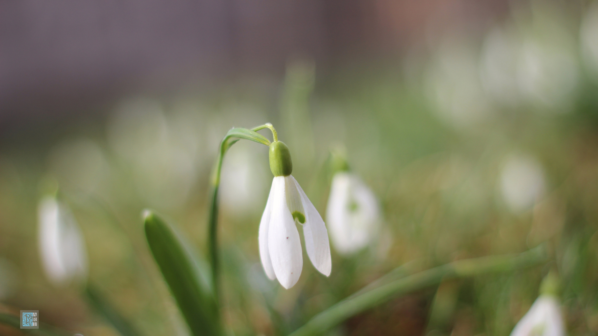 , , , , , , , , , , spring, snowdrops, grass, nature, background, bokeh, minimalism, macro, , , , , , , , , , , bart